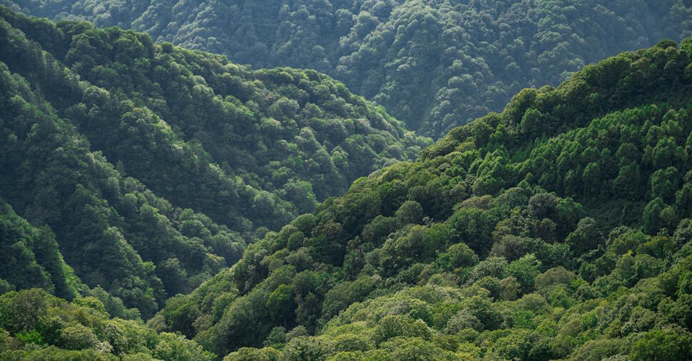 白神山地