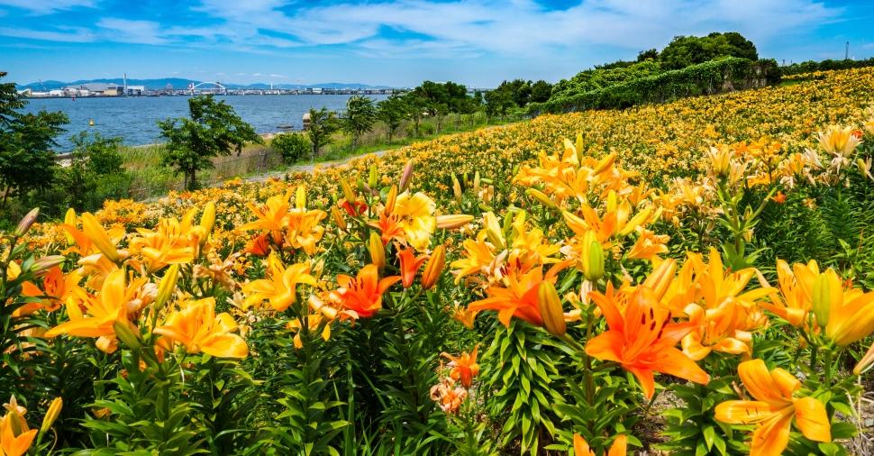 絶景 大阪舞洲ゆり園 海辺に咲き誇る250万輪のゆり Jtb旅カード