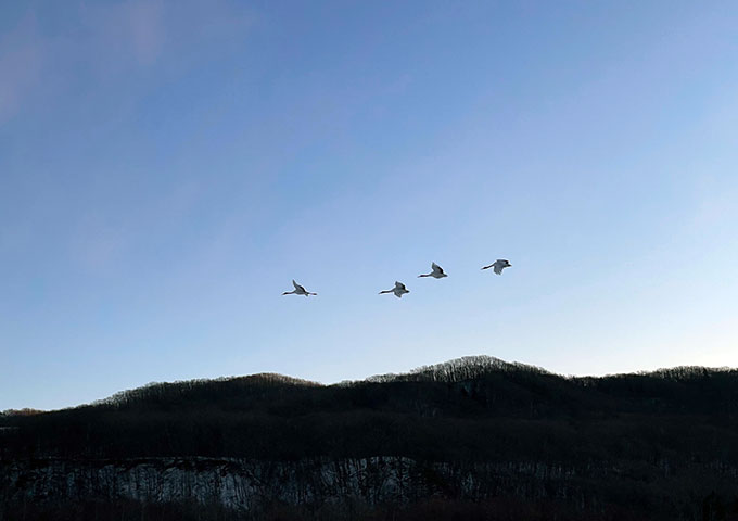 タンチョウの飛来シーン