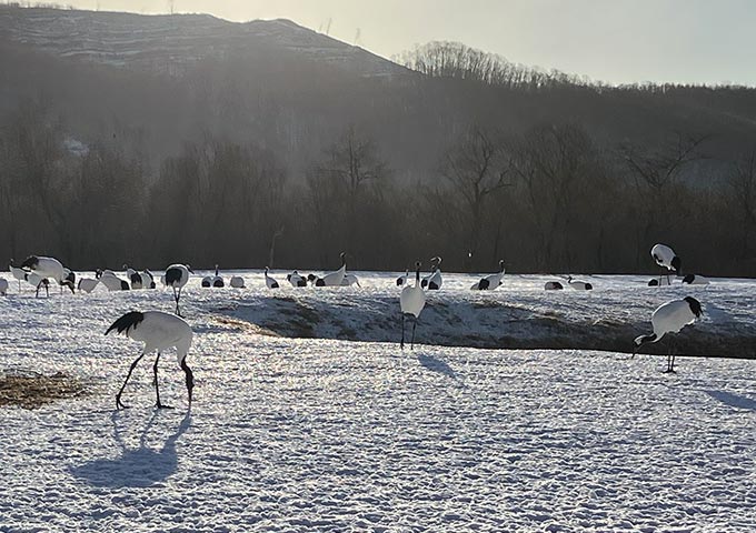朝日に照らされるタンチョウ
