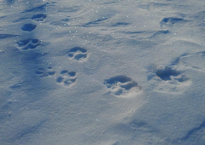 野生動物の生息を随所に発見