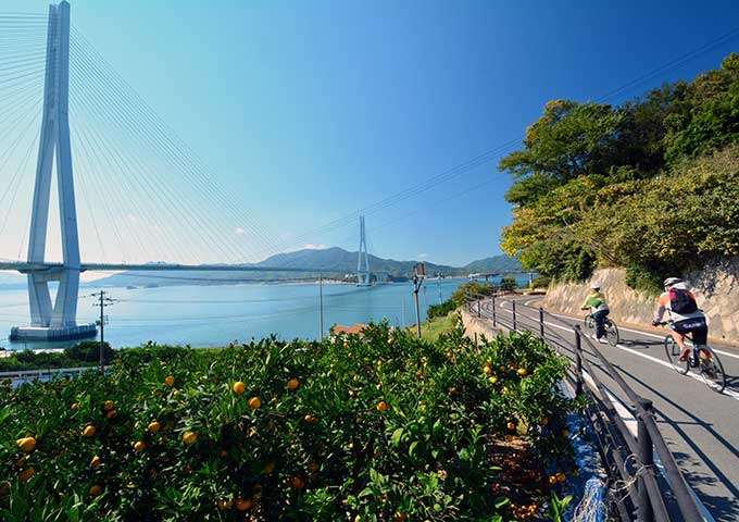 かんきつ類が色づく中をサイクリング