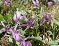 写真：カタクリ