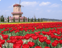 写真：チューリップ