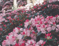 写真：しゃくなげ