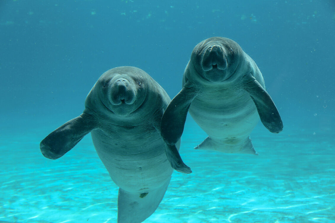 【ツアー】サファリ・ワールド＆マリン・パーク