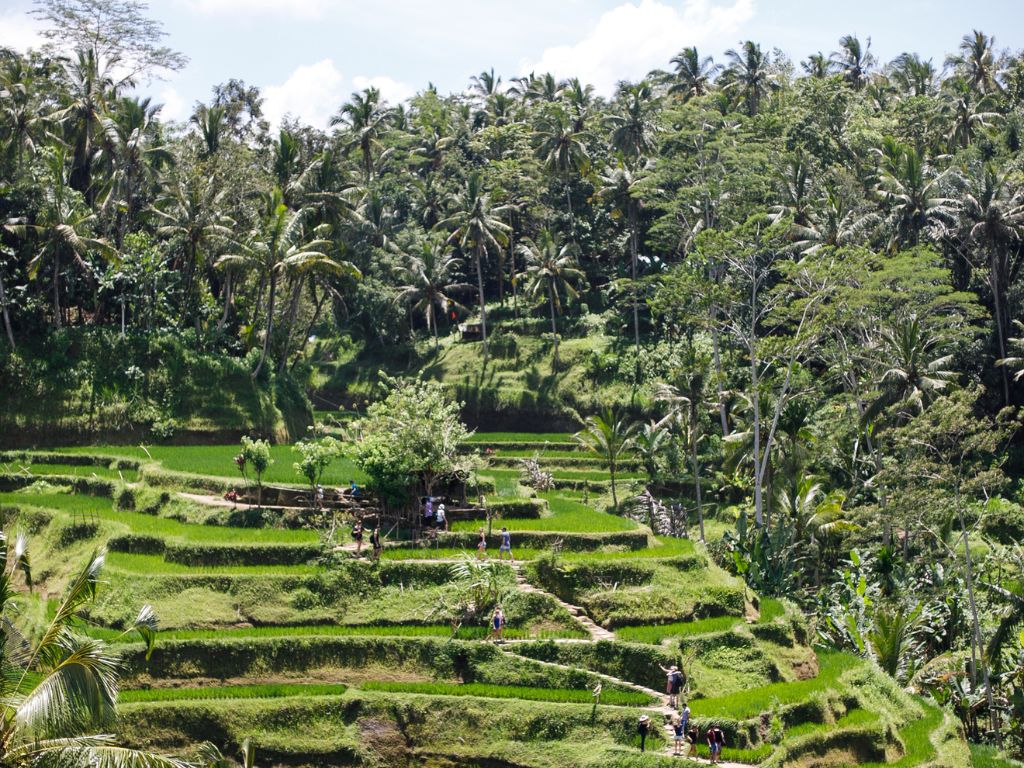 エメラルドグリーンに輝く棚田「テガララン・ライステラス」を鑑賞