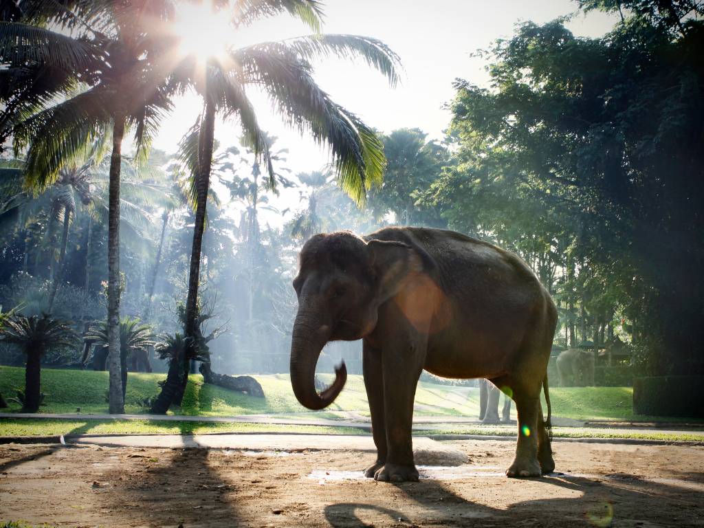 メイソン・エレファントパーク