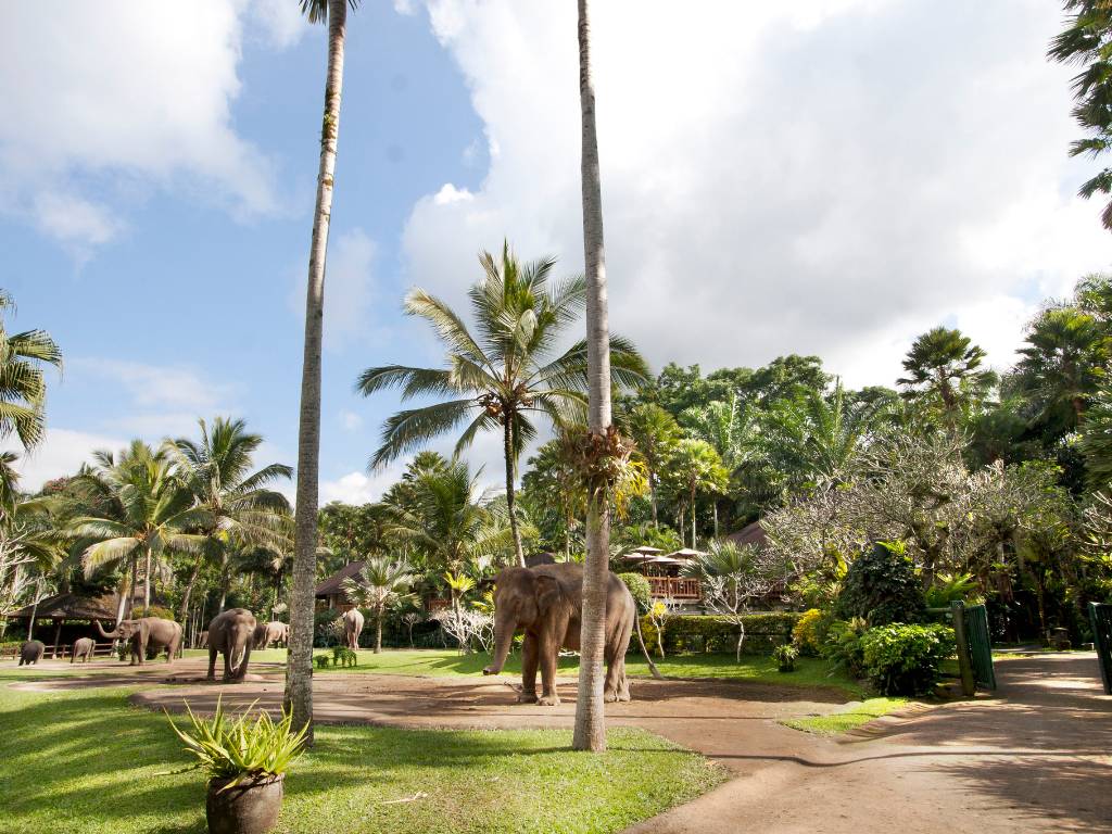 メイソン・エレファントパーク