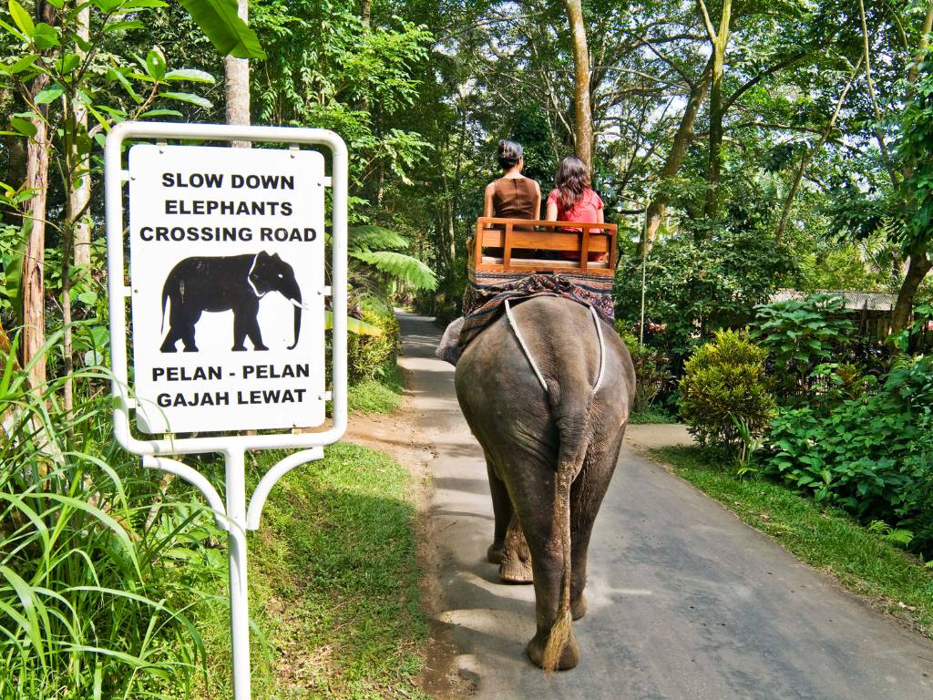 エレファント・エレファントパーク