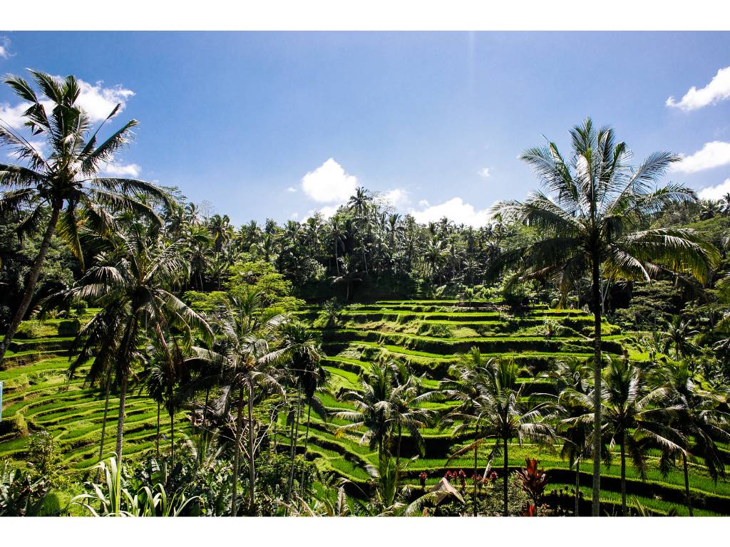 テガララン・ライステラス