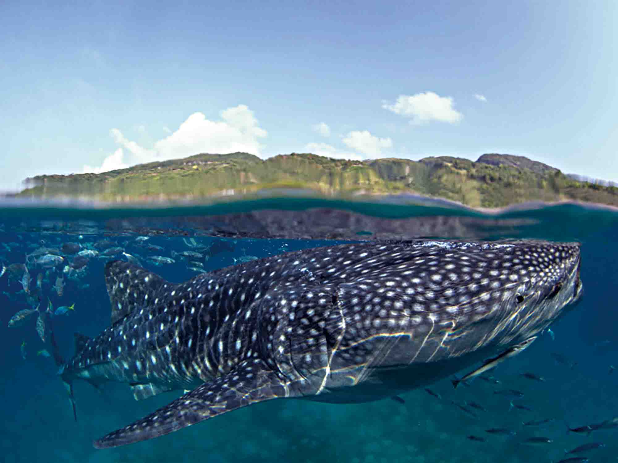 ジンベエザメの正体、知っていますか？