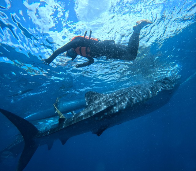 スミロン島でのシュノーケリング
