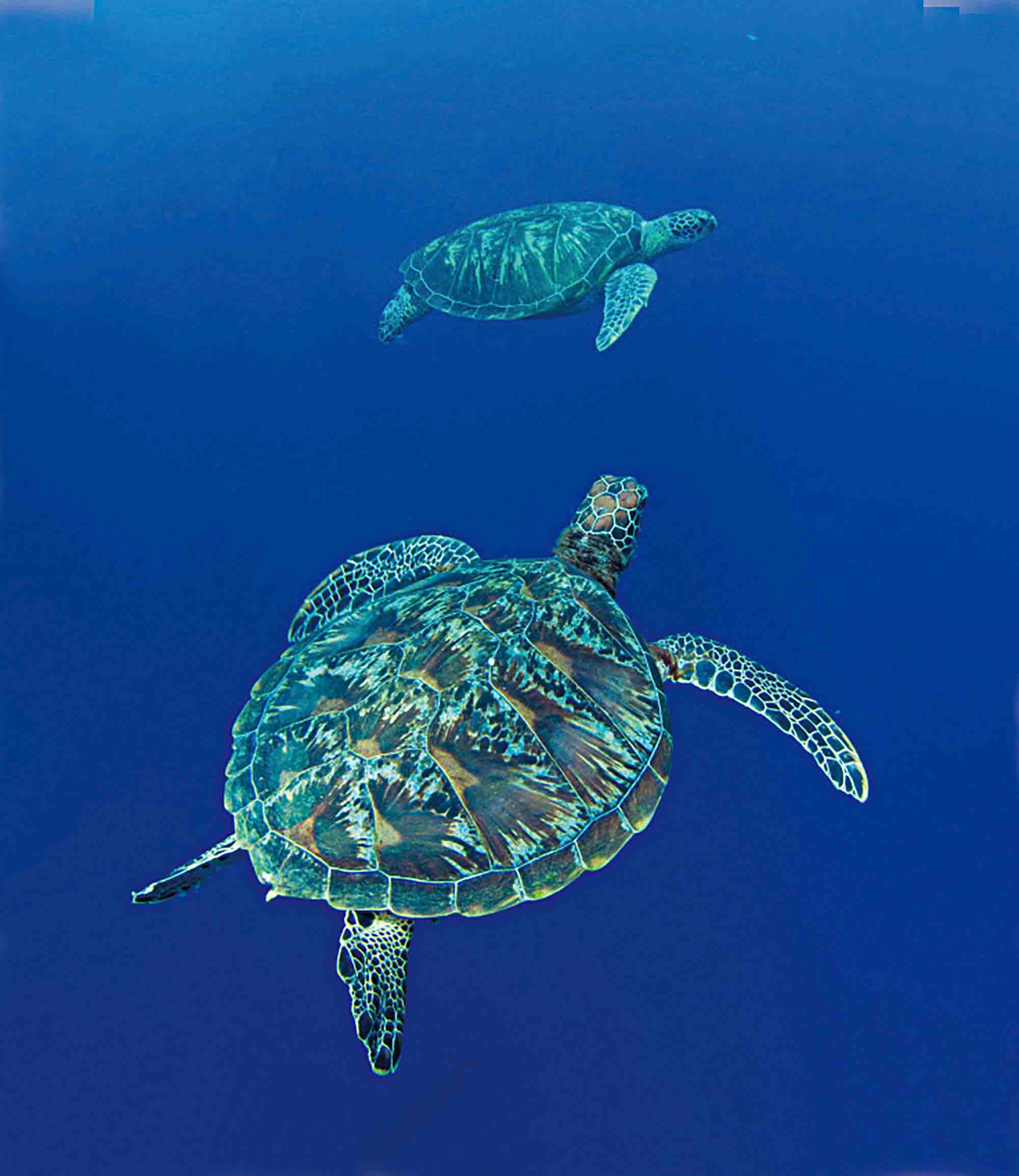 セブの観光 オプショナルツアー予約は Jtb 人気商品一覧から簡単予約