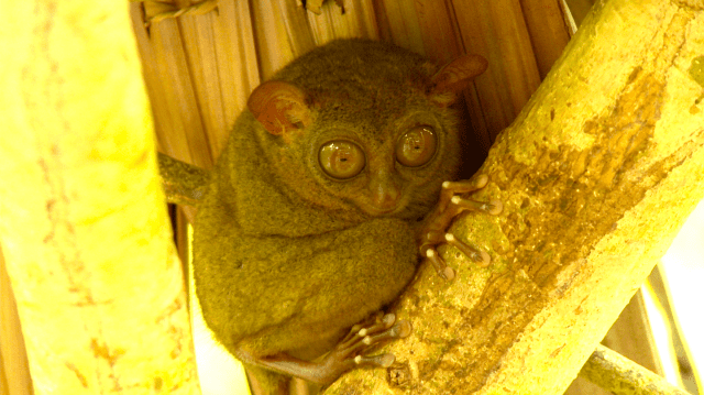 ★ボボール島にいる絶滅危惧の猿「ターシャ」に会える！