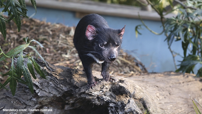 ホバート市内発 デビルと出会う野生動物公園と タスマニアの美しい村 ロス オプショナルツアーの予約はjtb