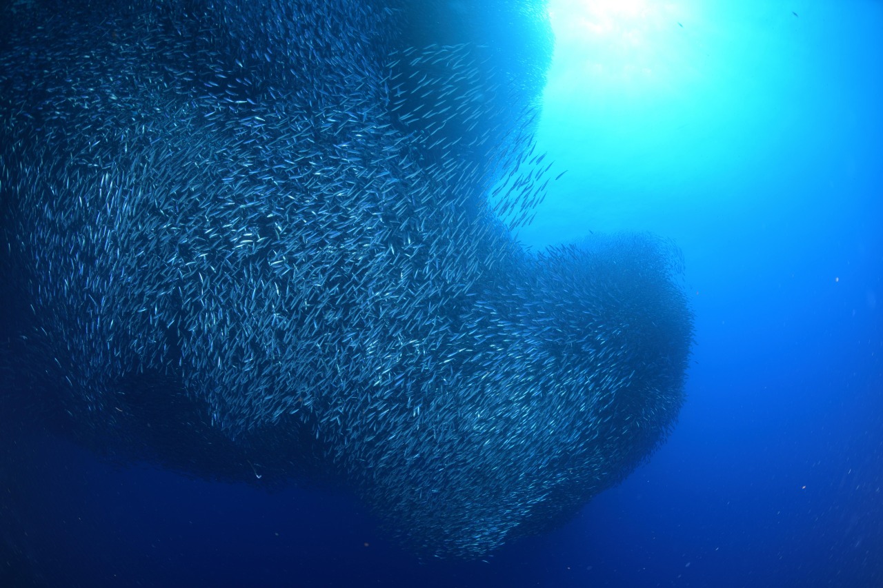 マクタンエリア  イワシ玉