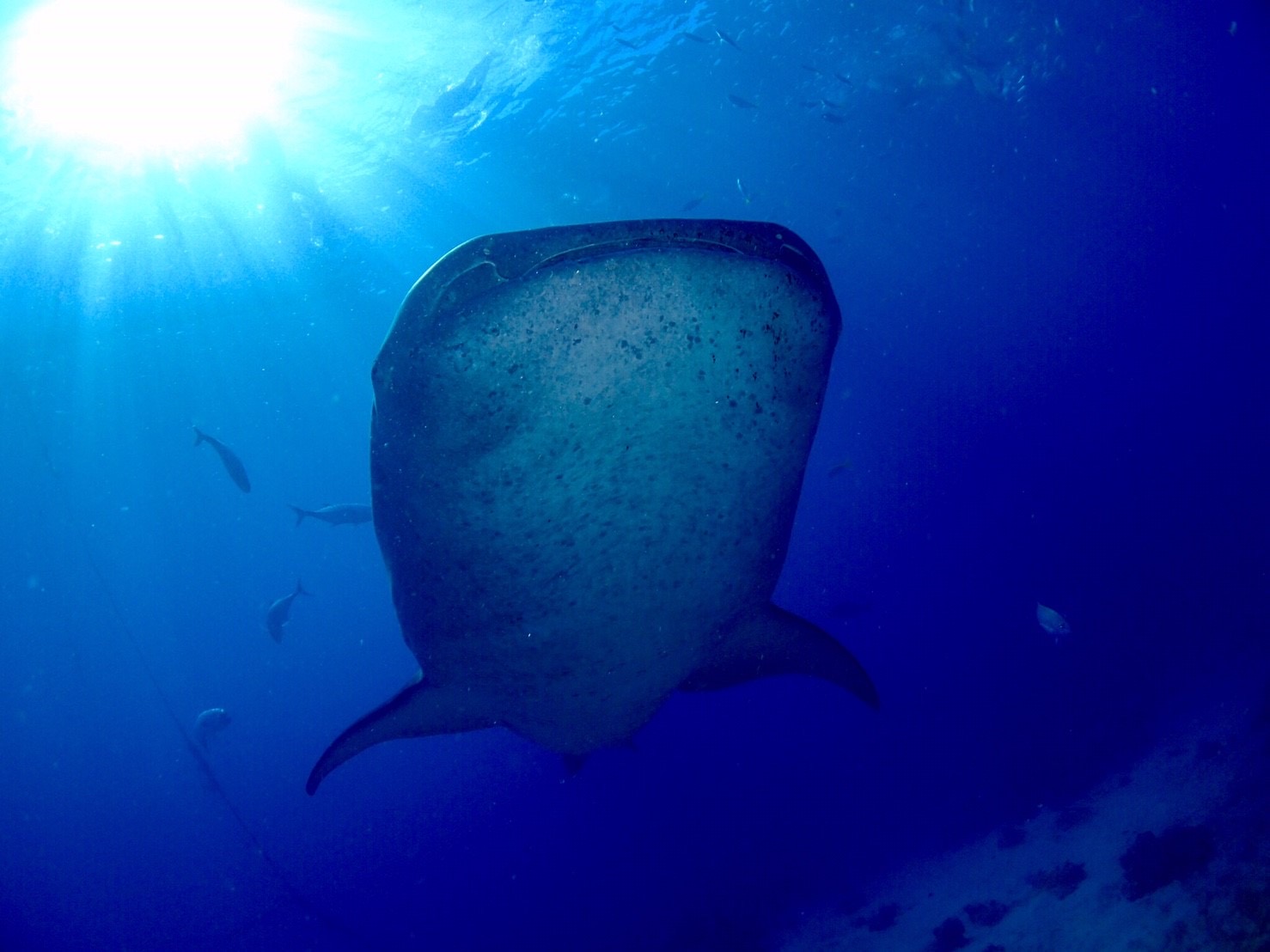 ★ 【優先予約付き】ジンベイザメウォッチング