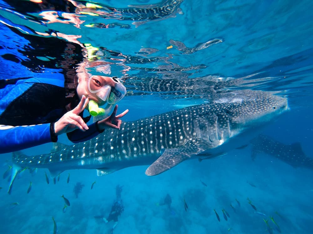ふるさと納税 ＜1名様＞大迫力！ジンベエザメ シュノーケル 沖縄県読谷村 大迫力！ジンベエザメ シュノーケル＜1名様＞ - 沖縄県読谷村