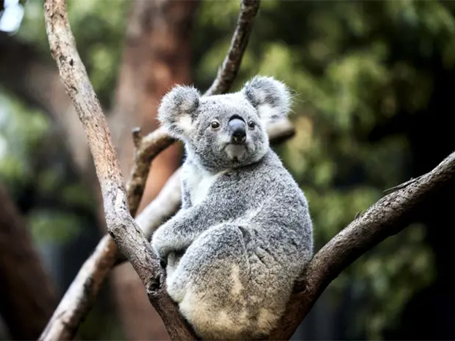 絶景とオーストラリア固有の動物たち