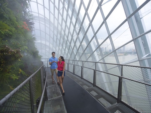 クラウド・フォレスト【Cloud Forest】