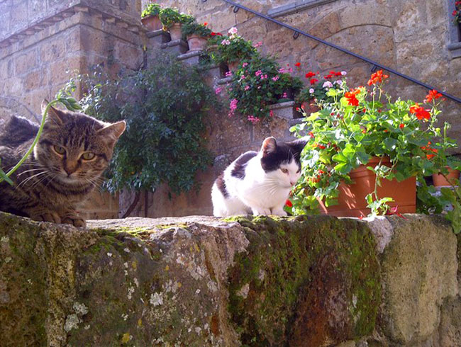 チヴィタ・ディ・バニョレージョ  猫