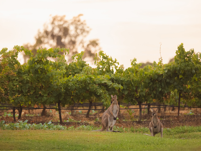 日本語でご案内！ジャックさんのハンターバレーワイナリーツアー