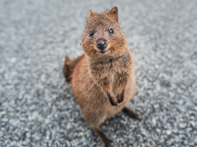 オーストラリア固有の動物とのふれあい