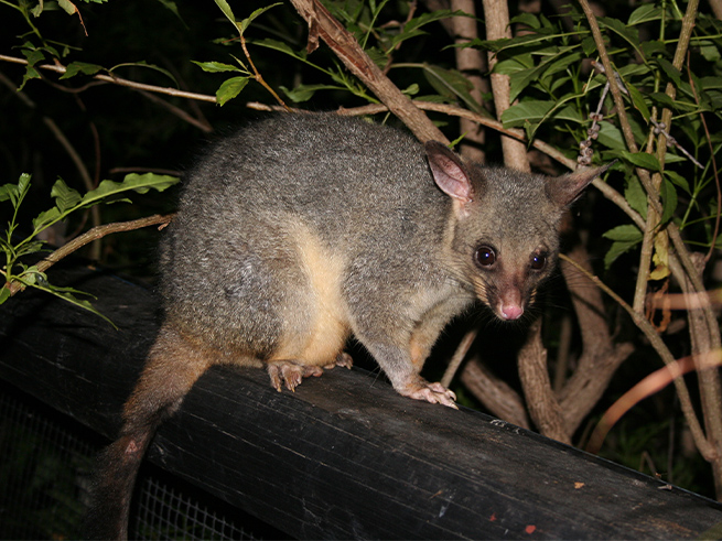 夜行性動物の特別展示