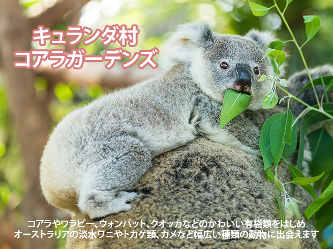 キュランダ村コアラガーデンズ】入園チケット｜オプショナルツアーの