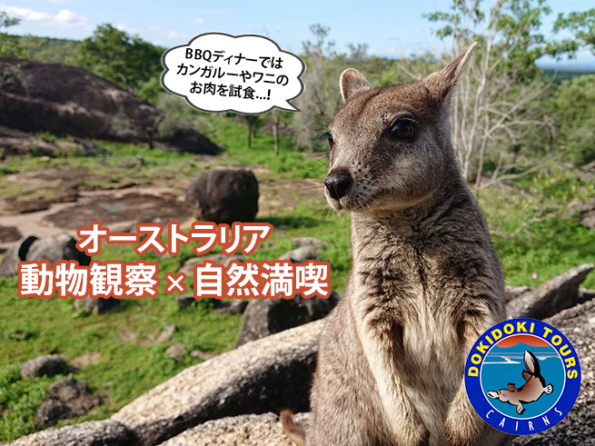 【オーストラリアの動物を満喫】動物探検ツアー	+ BBQディナー付き
