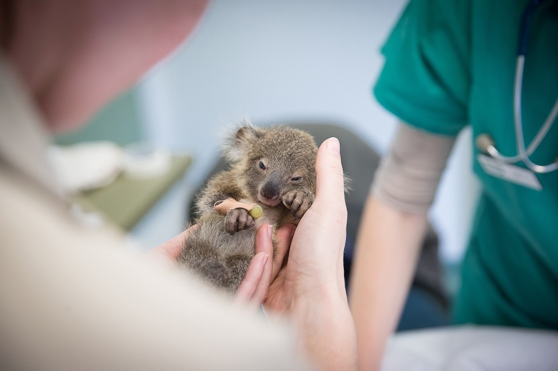 野生動物保護にも貢献