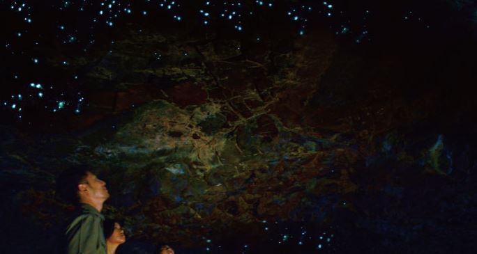 🌟 世界遺産で幻想的な土ボタル観賞