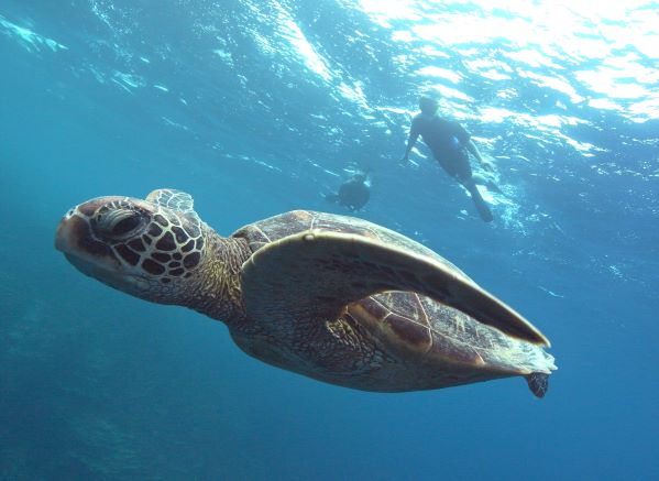 ワンダラーズ  グアム （ダイビング・ウミガメシュノーケリング）