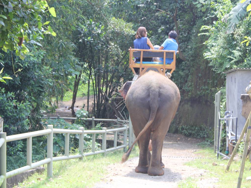 バリズー象乗り