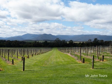 メルボルン、ヤラバレー、ワイナリー