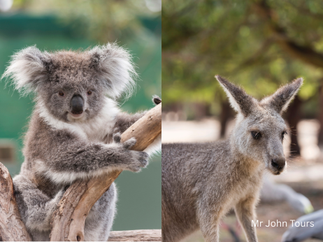 カンガルーの餌付け体験も！