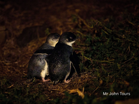 【日本語ガイド】フィリップ島ペンギンパレード＆動物園ツアー  少人数制 ＜MR JOHN TOURS＞