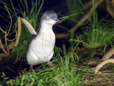 フィリップ島  リトルペンギン