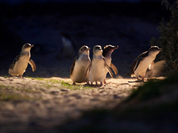フィリップ島  リトルペンギン