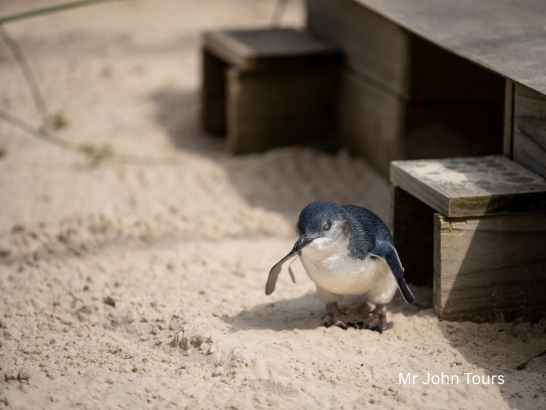 メルボルン、フィリップ島  ペンギン