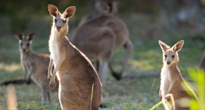 🐨 ワイルドな出会い！野生動物探検