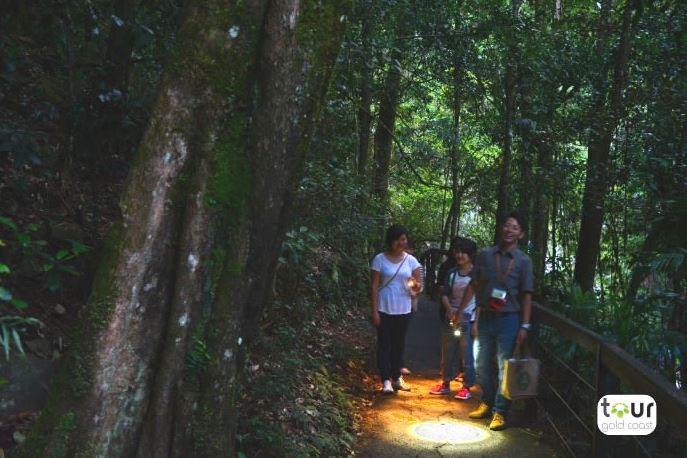 ✨ 神秘の輝き！土ボタル鑑賞
