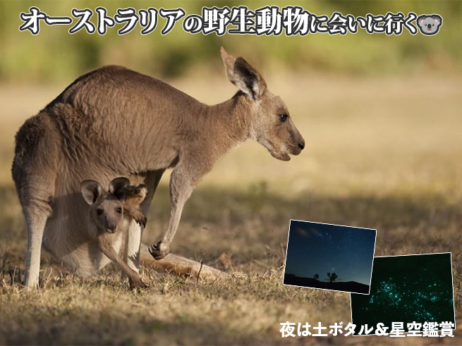 世界遺産の森で楽しむ【野生動物＆土ボタル観賞】エコサファリツアー	