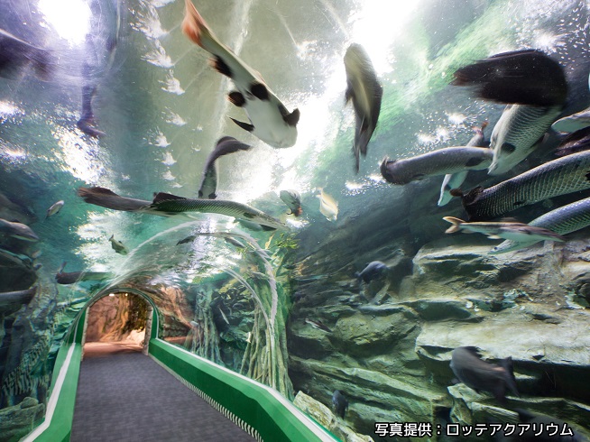 韓国最大規模の水族館「ロッテワールドアクアリウム」