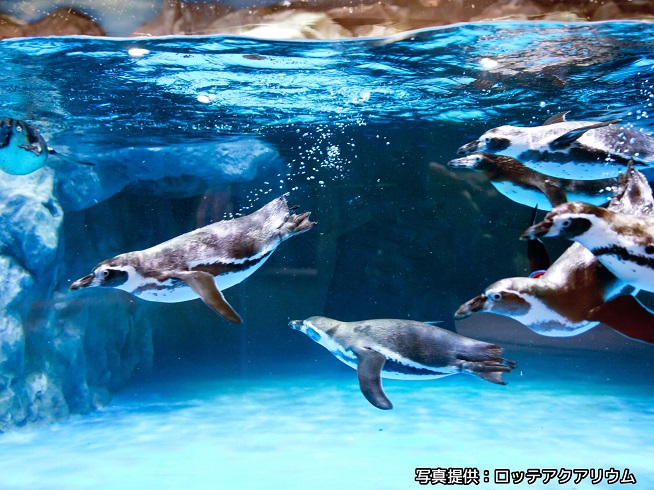 韓国最大規模の水族館「ロッテワールドアクアリウム」