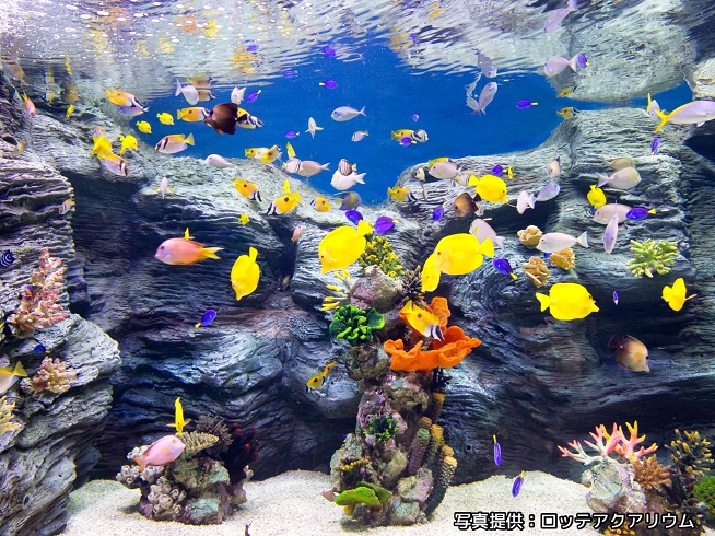 韓国最大規模の水族館「ロッテワールドアクアリウム」