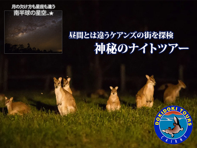 【南半球の星空 × 野生動物観察】満天の星空見学とワイルドアニマル探索ツアー