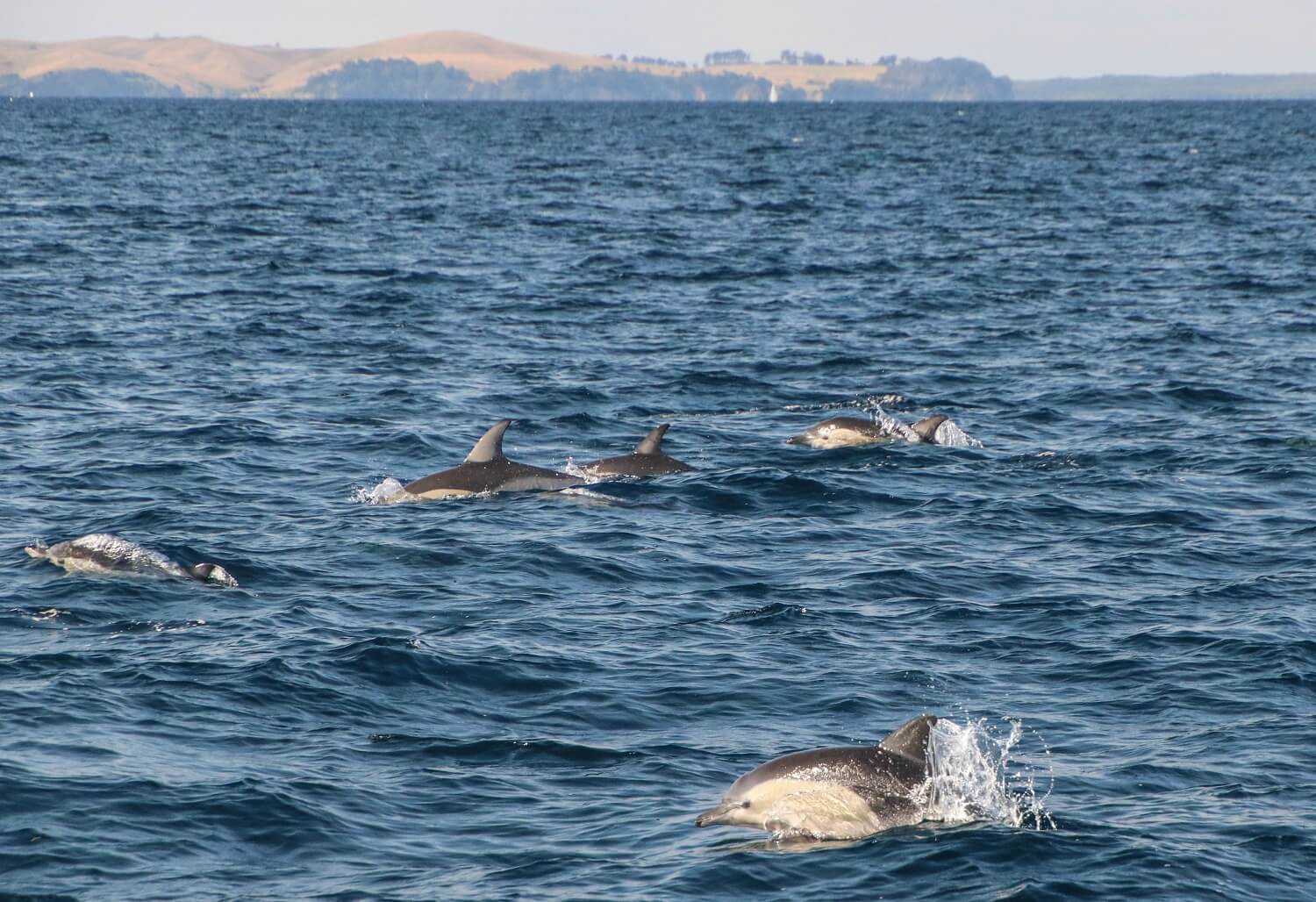 大自然の中でクジラやイルカに出会える感動体験！