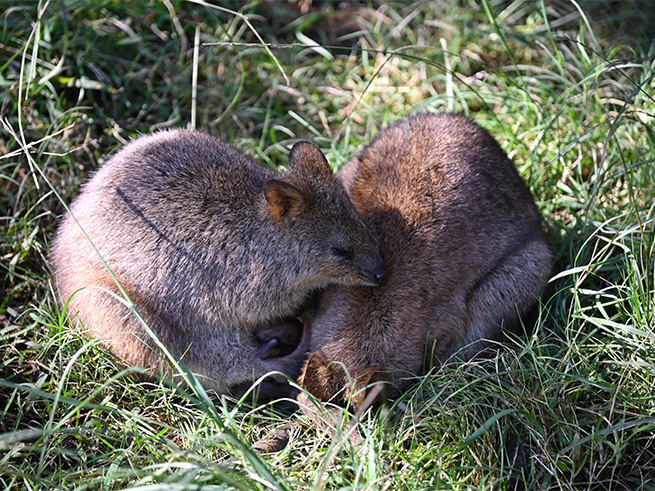 動物とのふれあいも楽しめる充実プラン